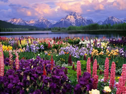 natural-acid-beautiful-flowers-mountain.jpg