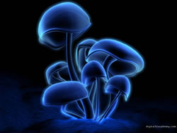 neon-shrooms.jpg