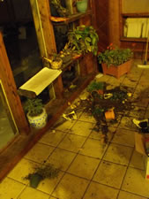 01-15-12-cat-fight-damage