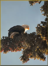 12-12-10-eagle-1