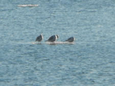 12-16-11-gulls-berg