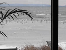 12-18-11-gulls