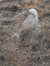 03-17-12-cobwebs-in-fog-2