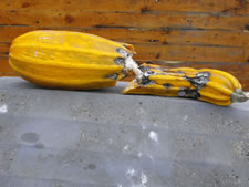 03-17-12-saving-seeds-1