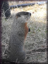 04-07-12-ground-hog-02