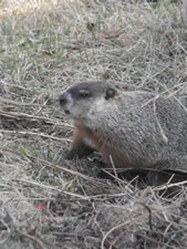 04-07-12-ground-hog-03