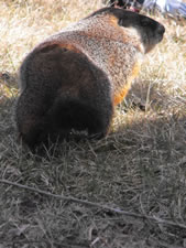 04-07-12-ground-hog-04