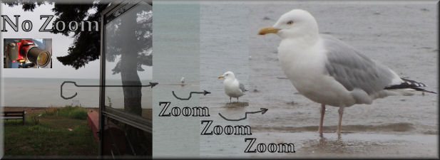 05-20-12-seagull-nikon