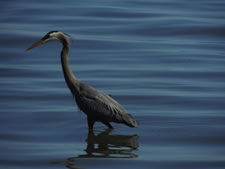 06-05-12-blue-heron-02