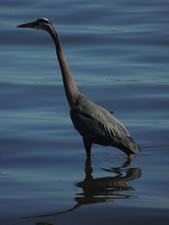 06-05-12-blue-heron-03