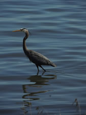 06-05-12-blue-heron-04