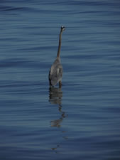 06-05-12-blue-heron-06