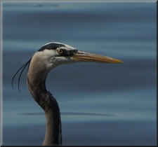 06-06-12-blue-heron-07