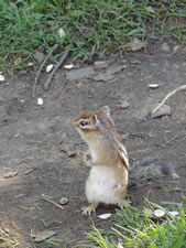 06-06-12-chipmunk-01