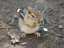 06-06-12-chipmunk-02