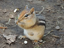 06-06-12-chipmunk-03