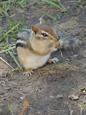 06-06-12-chipmunk-04