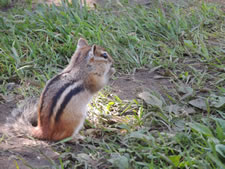 06-06-12-chipmunk-05