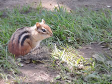 06-06-12-chipmunk-06