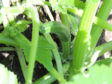 07-13-12-n-zucchini-01