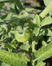 07-13-12-s-green-tomato-01