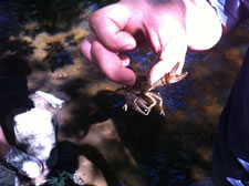 07-18-12-a-shaun-crawdad