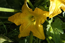 08-27-12-s-zuchinni-01