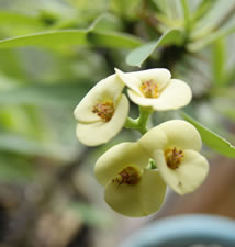 08-28-12-s-crown-of-thorns-flower