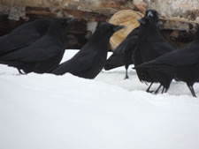 02-07-13-n-what-kind-of-birds-at-feeder