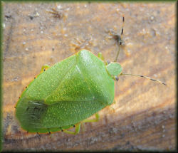 09-19-12-n-green-bug-01