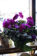 04-09-13-s-cyclamen