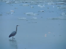 05-01-13-n-blue-herron-01