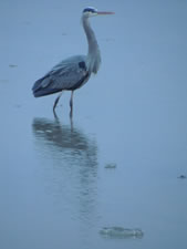 05-01-13-n-blue-herron-02