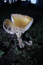 07-10-13-n-shroom