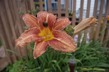 08-06-13-n-tiger-lily-01