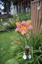 08-06-13-n-tiger-lily-02