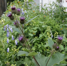 08-19-13-n-garden-thistle-01