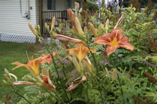 08-19-13-n-garden-tiger-lily-03