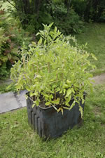 08-19-13-n-garden-tomatoes-02