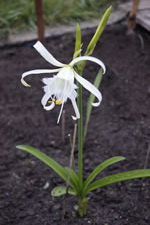 08-02-14-s-hymenocalias-01