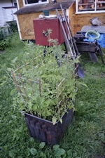 08-17-14-s-tomatoes