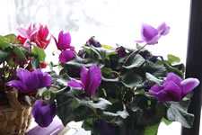 05-02-13-s-cyclamen