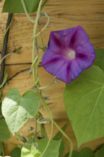 08-02-13-n-sauna-morning-glory-01